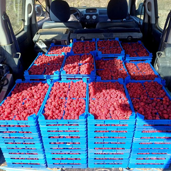 Продавам Разсад Малини Корени