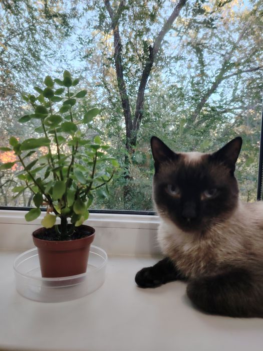 Пристраивается котик
