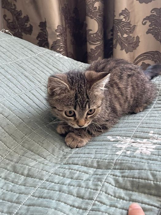 Отдам котенка в хорошие руки