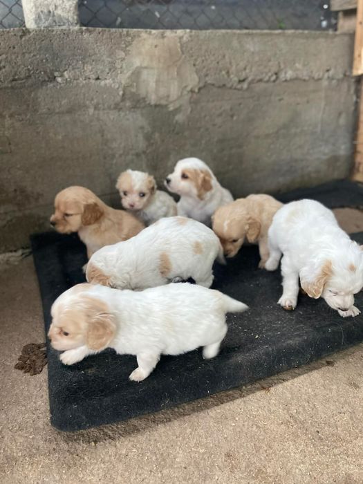 Продават се малки кокери