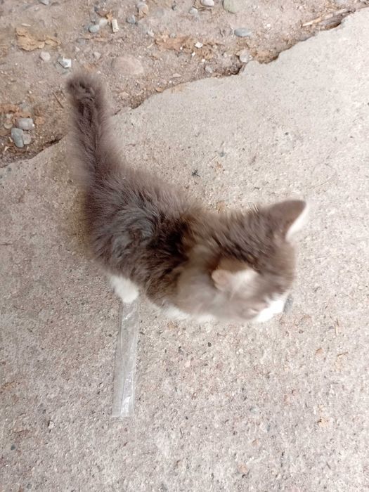 Милые котята,ждут домик