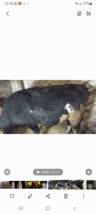 Продам первотелок