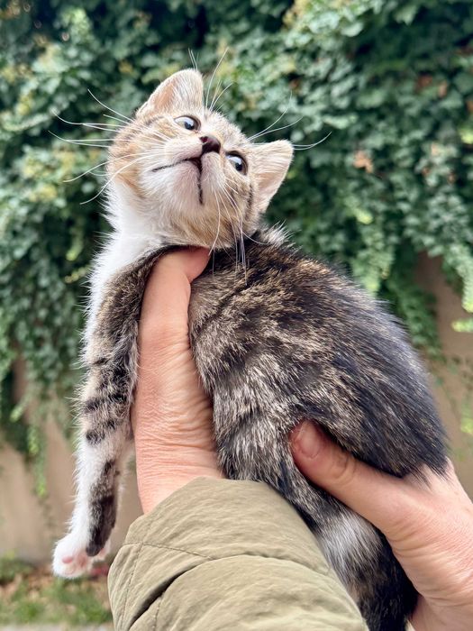 Подарявам коте на три месеца