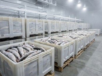 Имеется в продаже щука