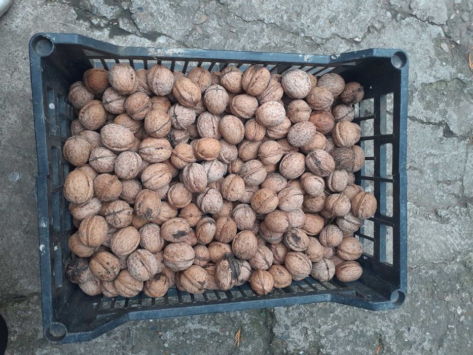 Nuci noi de anul acesta