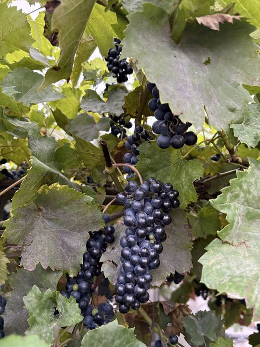 Struguri Cabernet (Puterea ursului)