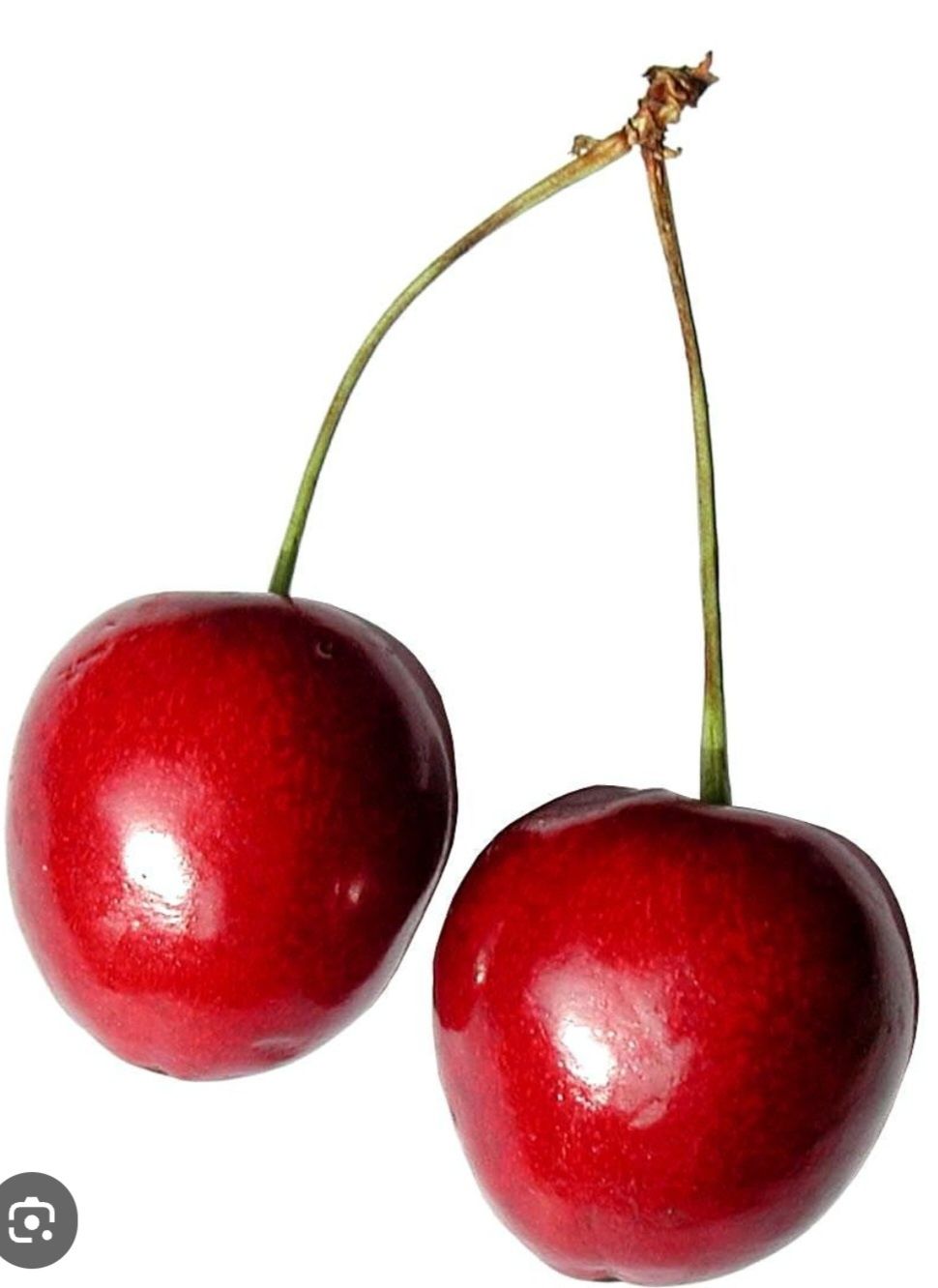 Продам домашнюю вишню