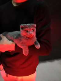 Zoti toza Scottish Fold