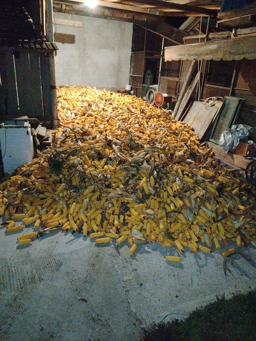 Porumb boabe sau știuleți producție  2025