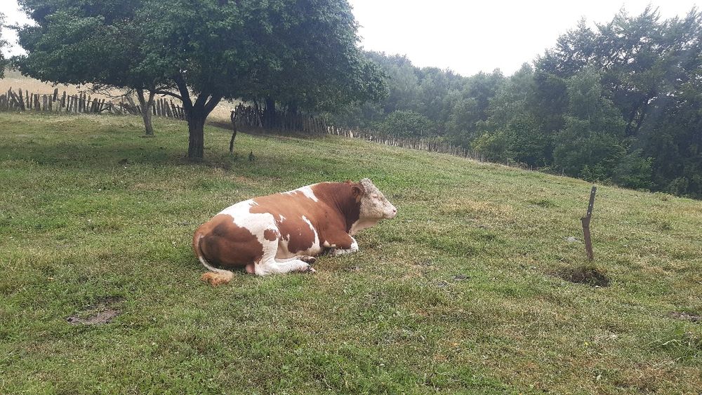 Taur ,Baltata Românească,pt reproductie