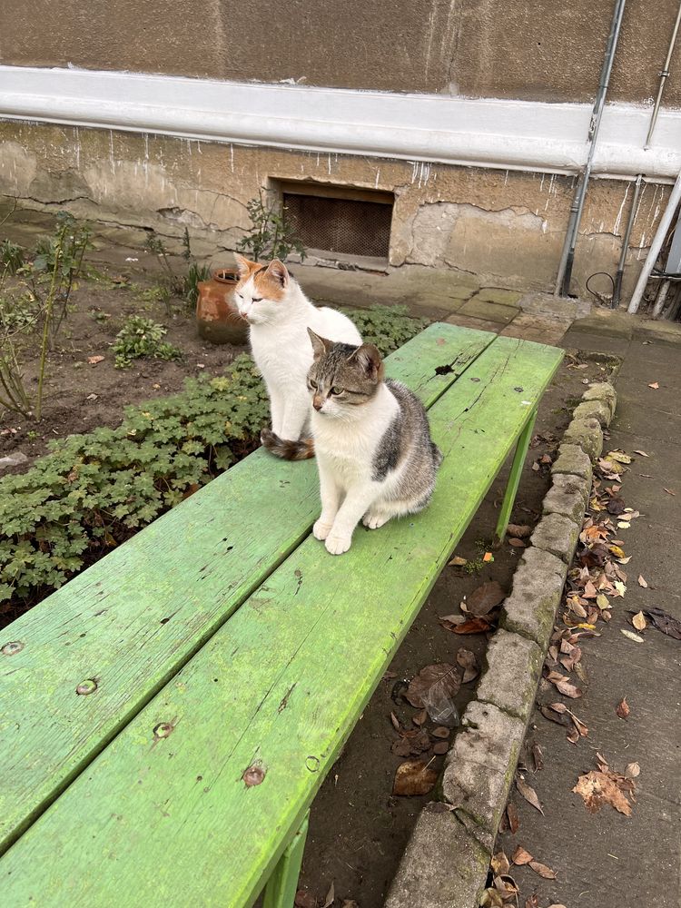 Женски котенца търсят дом,на 6 месеца