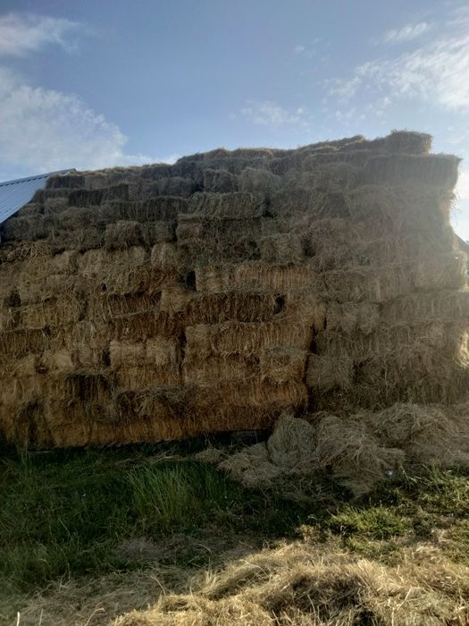 Vând baloți de fân