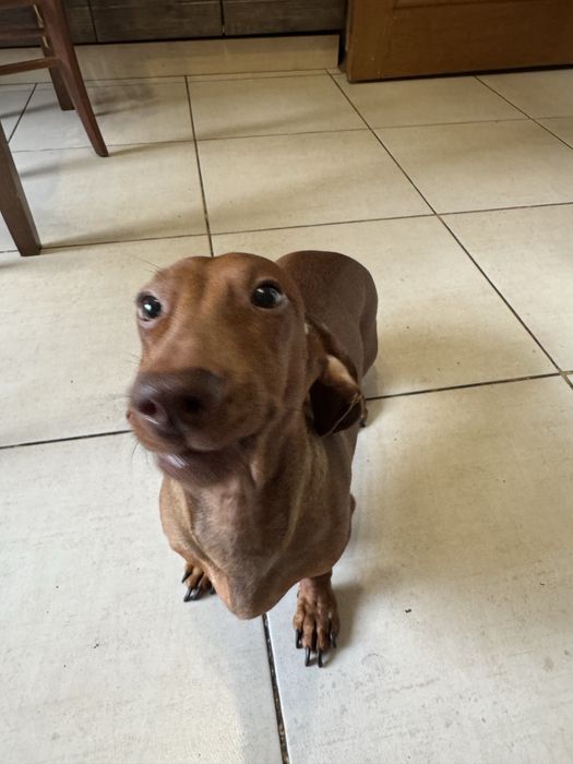 Отдам собаку, в связи с семейными обстоятельствами.