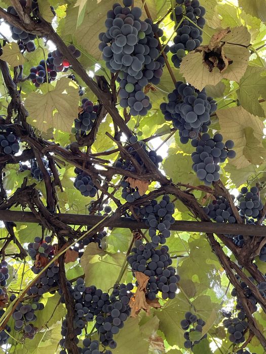 Struguri Capsunica / Struguri vin