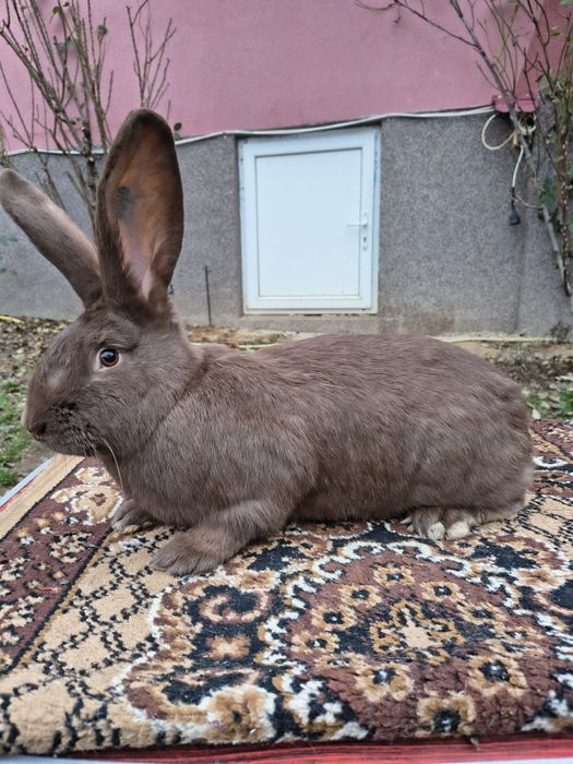 Mascul Pestriț German