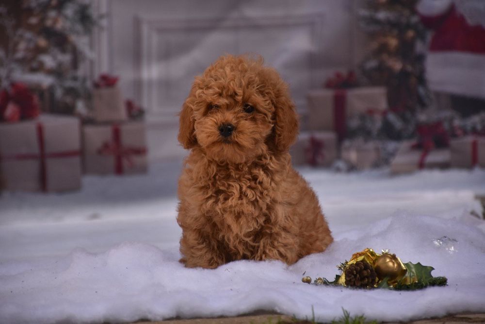 Той пудел (Toy poodle)