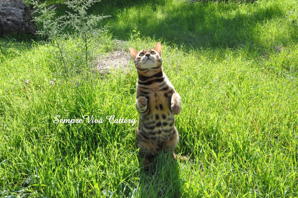 Бенгалско коте мъжко