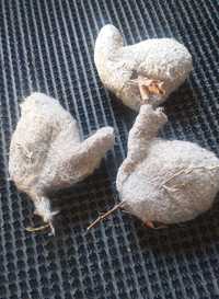 Куркултайдын уясы 80 түрлі ауруға емдик касиети бар гнездо ремеза