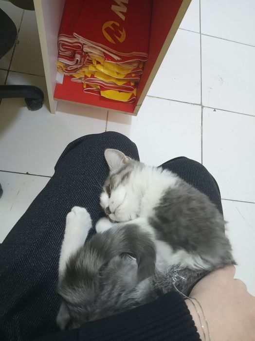 Mushukcha  qiz bola Срочно! Отдам даром