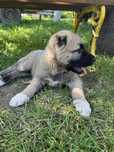 Catel talie mare tip kangal