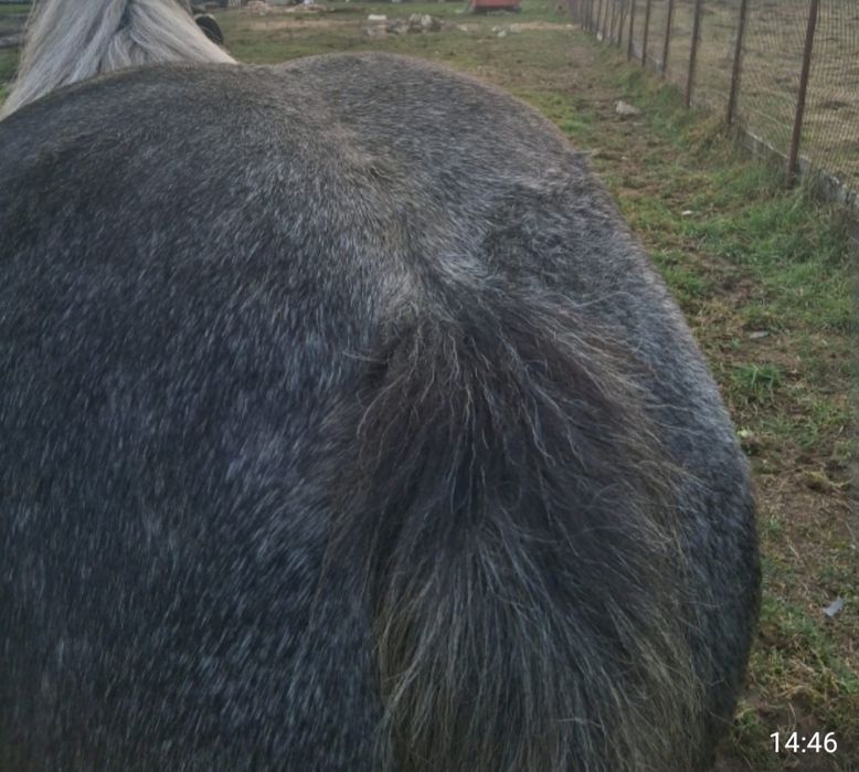 Vând Mânză de 2 Ani