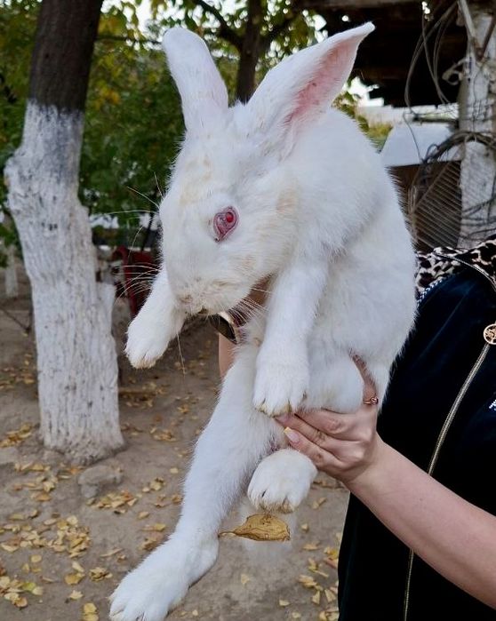 Зайчата на продажу