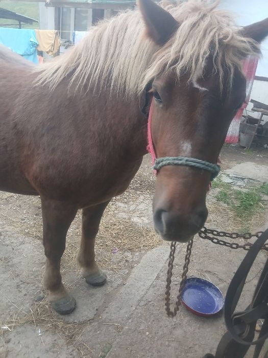 Vând mânză de 2 ani