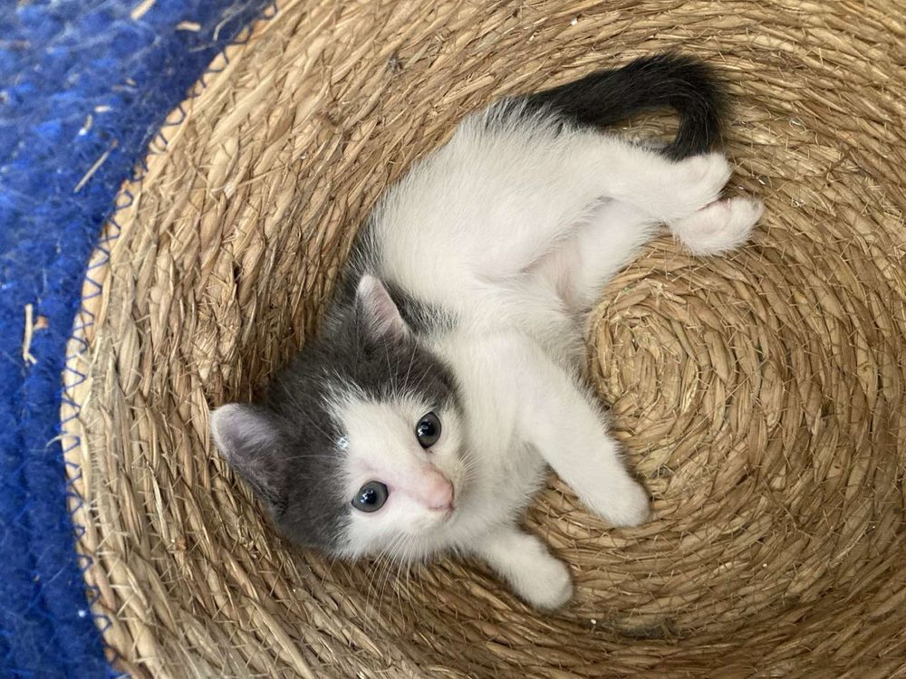 Подарявам 4 котенца