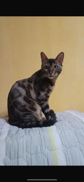 Бенгальский кот с документами