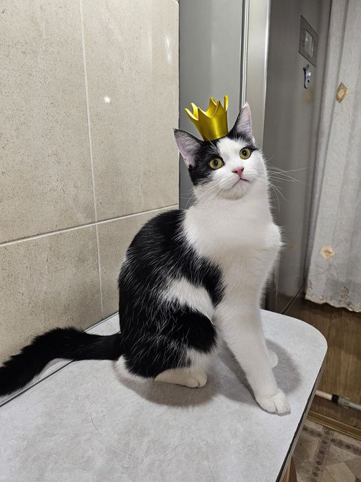 Кот мальчик ищет дом, отдаётся кот в добрые руки