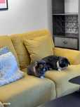 Strada Lirei 11 - Credit Friendly - Bunnies Friendly