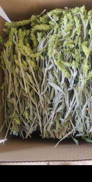 Продавам стрък Мурсалски (Пирински чай) реколта 2025 г.