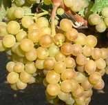 Struguri COTNARI de vin - Feteasca Grasa Francusa COTNARI