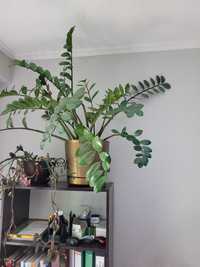 Растение Лужок Замиокулькас (денежный цветок)