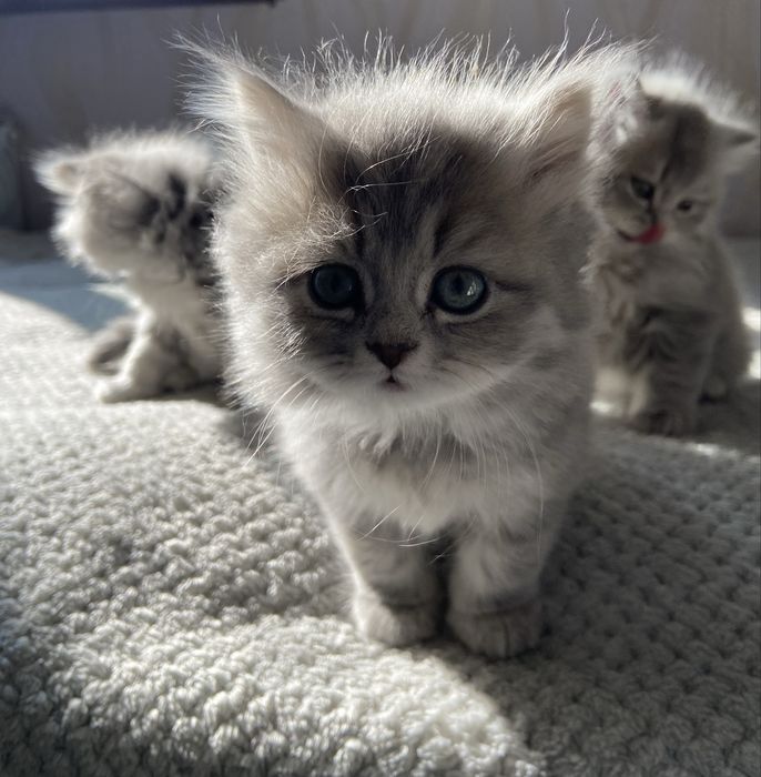 Очаровательные котята ищут новый дом