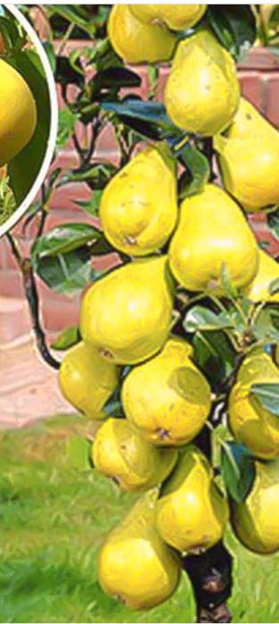 Nuci si pomi fructiferi de vânzare