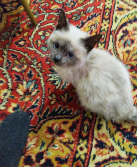 Котик ищет хозяина.