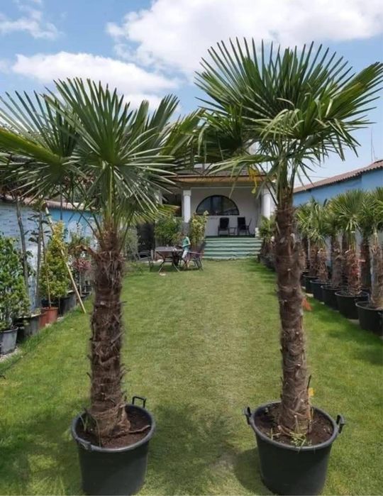 Palmieri ne deplasma oriunde in țara