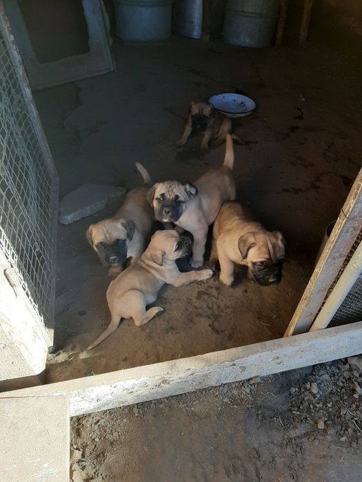 Продавам малки кученца Кане Корсо,бели и жълти.