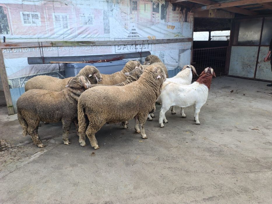 Berbeci merinos tapi boer