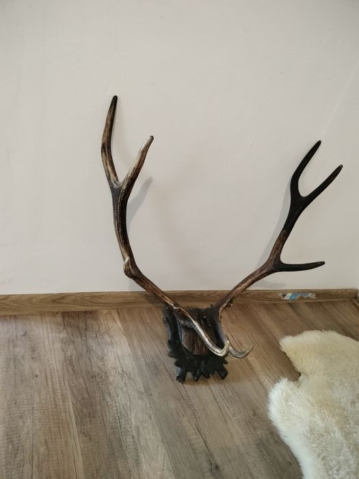 Coarne de cerb de vânzare