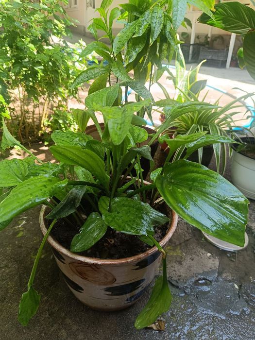 Уй ва офис учун гуллар