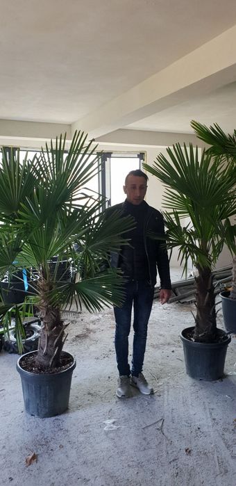 Palmierii trachicarpus Fortunei și cycas revolut