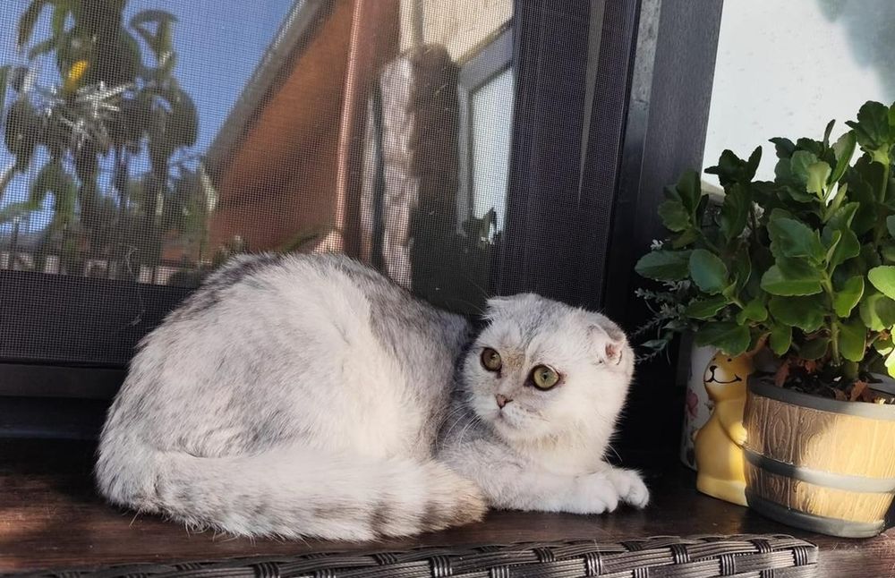 Băiețel Scottish Fold Shorthair