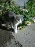 Шотландская кошка