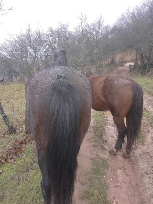 Vand doi cai  la pret bun