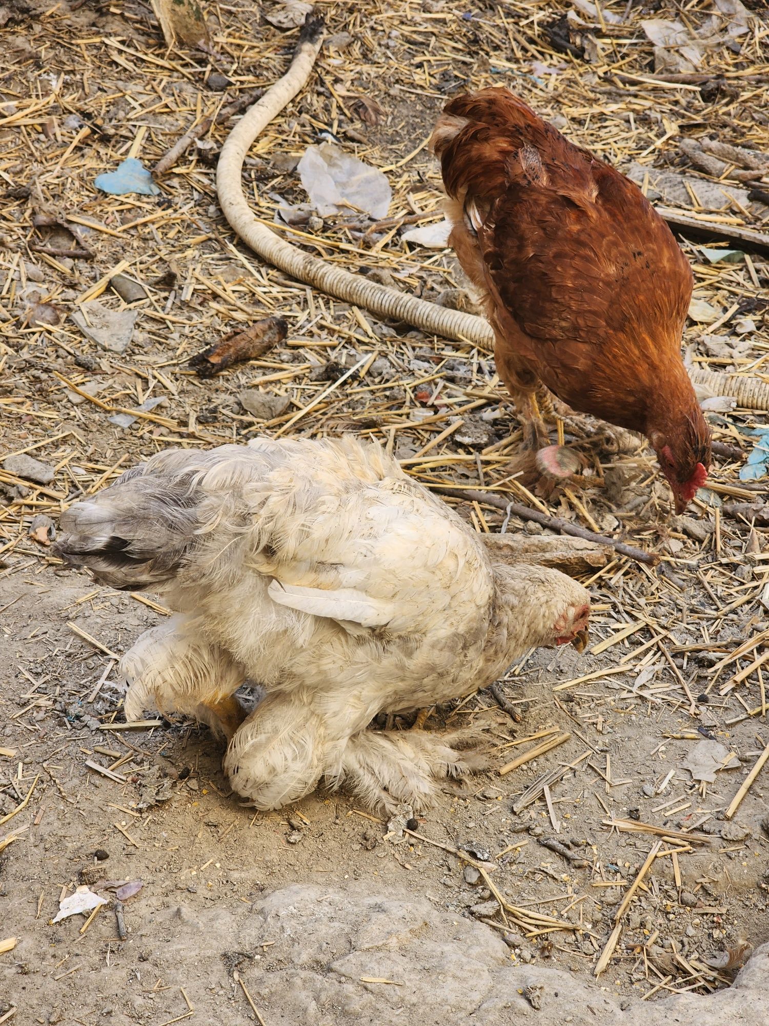 Брама и местный курицы общий 11 хамаси бирдан