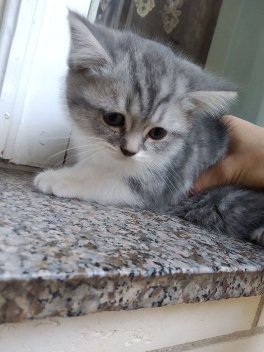 Продаётся маленкие котики