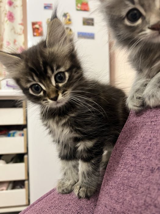 Отдам котенка бесплатно в хорошие руки