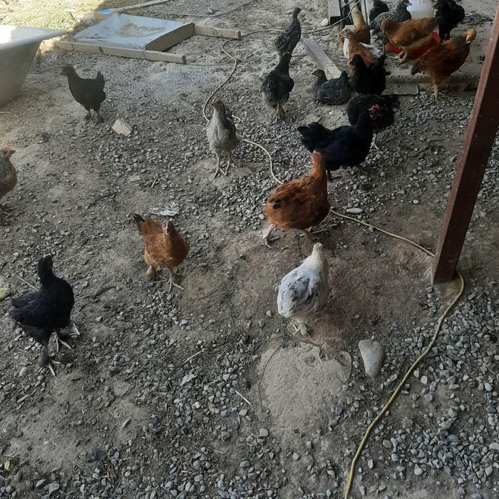 Куре и цыплят домашних